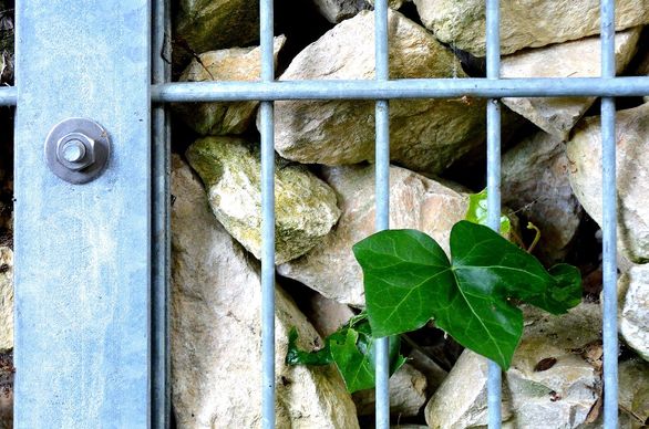 Ogrodzenie gabionowe – cena, montaż i zalety gabionów w ogrodzie