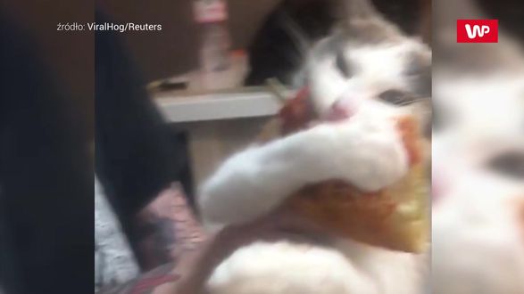 Nie Oddam Zabawne Nagranie Kota Z Pizza
