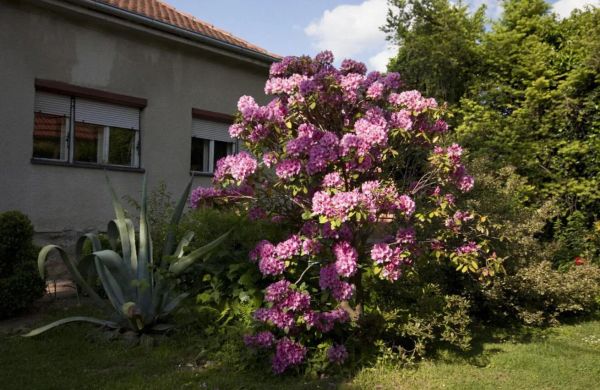 Rooms Branka Križevci