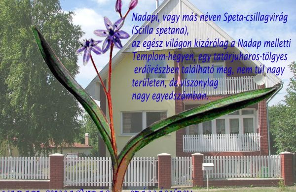 Nadapi Csillagvirág Apartman Nadap
