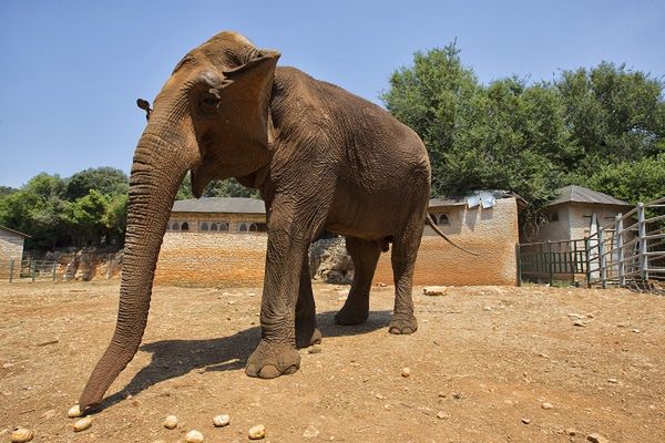 Źródło: materiały partnera Fot. Ivo Biočina Archipelag Brijuni to naturalny raj dla zwierząt i roślin. Na jednej z wysp znajdziecie Park Safari z egzotycznymi zwierzętami.