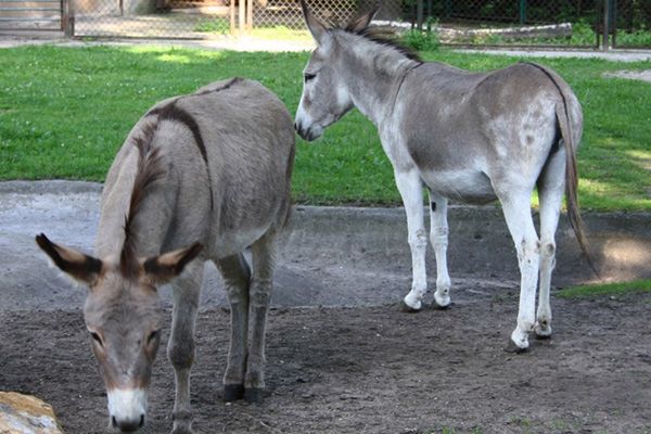 Serwis randkowy w zoo