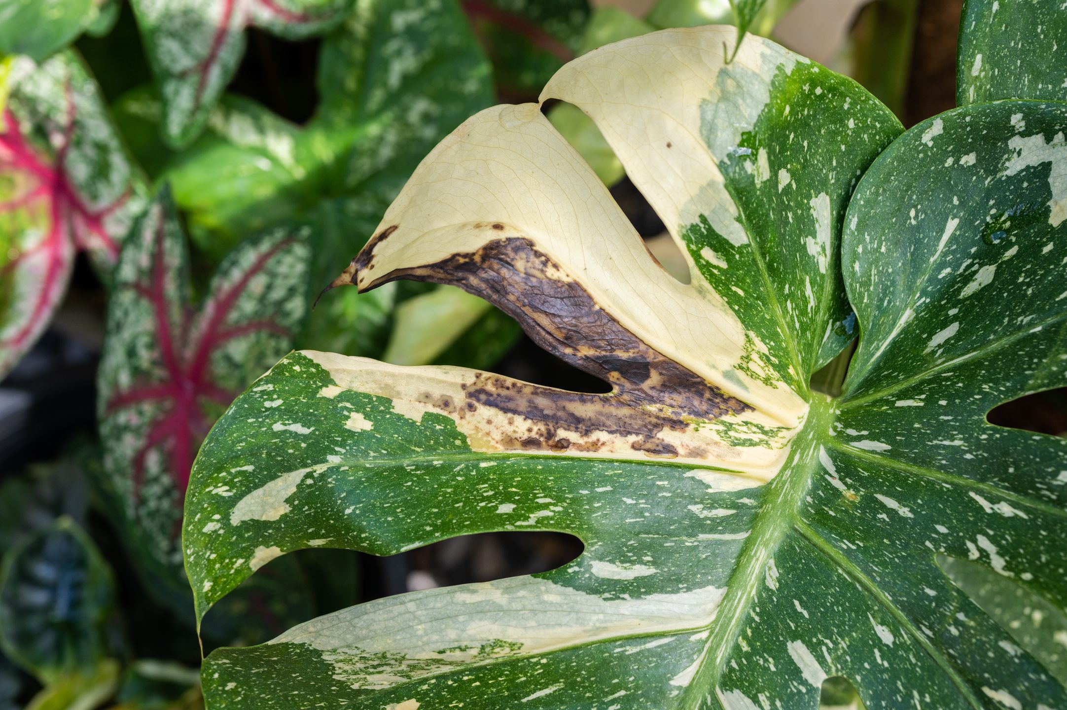 Caring for your monstera: A guide to thriving green giants