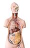 Anatomia - ciało człowieka