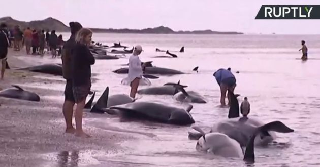 Дельфин опасен для человека в черном море. Нападение дельфинов на людей. Нападение дельфина на человека.