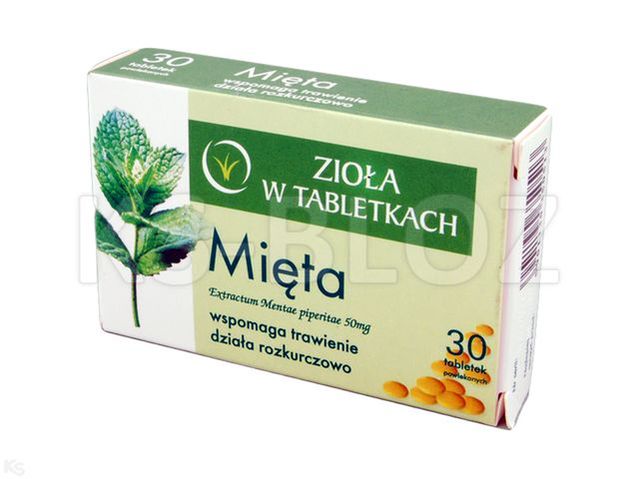 Mięta