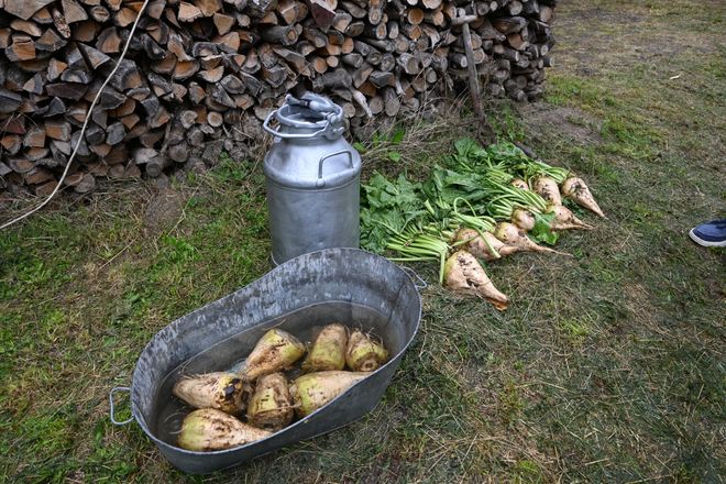 Buraki należy wyczyścić