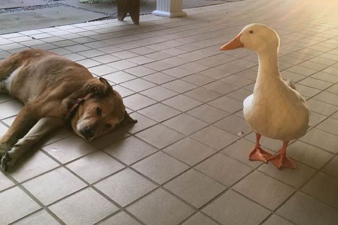 Wyleczyła psa z depresji po stracie przyjaciela