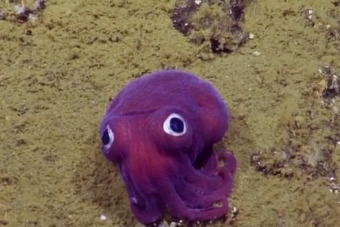 Naukowcy zarejestrowali niezwykły moment. To się dzieje naprawdę