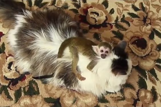 Kot adoptował porzuconą małpkę