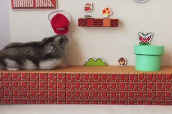 Chomik Super Mario Bros hitem sieci. Zobacz, jak sie gra!