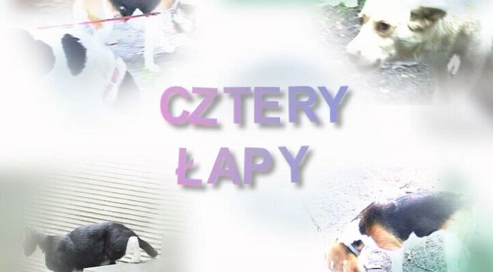 Cztery łapy