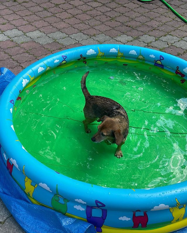 Pies Eli Romanowskiej w basenie