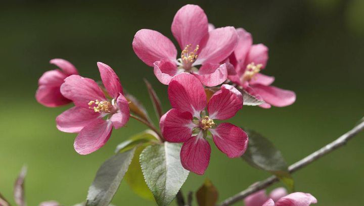 Ogród Keukenhof otwiera bramy dla publiczności