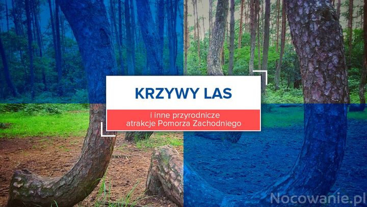 Krzywy las i inne przyrodnicze atrakcje Pomorza Zachodniego