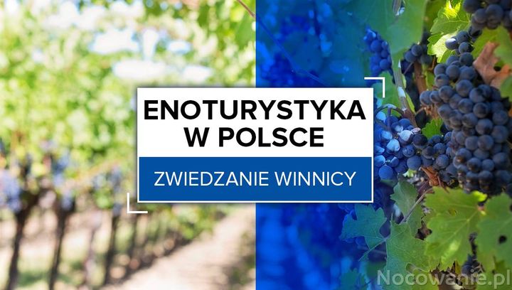 Enoturystyka w Polsce. Zwiedzanie winnicy