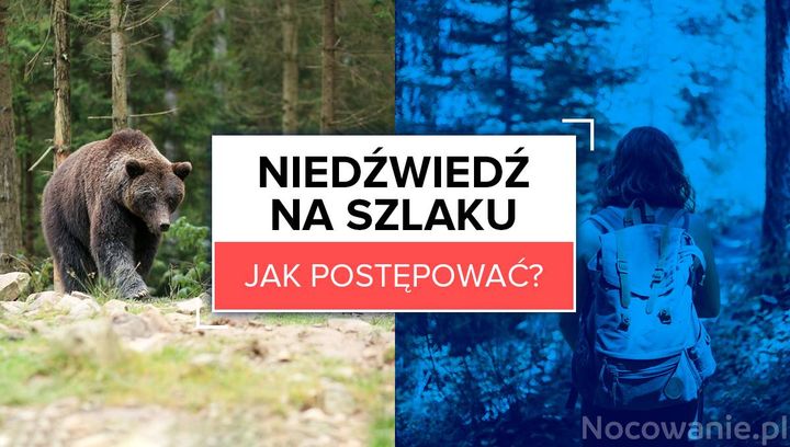 Wyjazd w góry. Co zrobić, gdy spotkasz niedźwiedzia na szlaku?