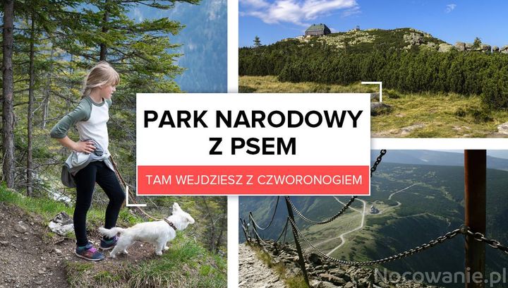 Park narodowy z psem. Tam wejdziesz z czworonogiem