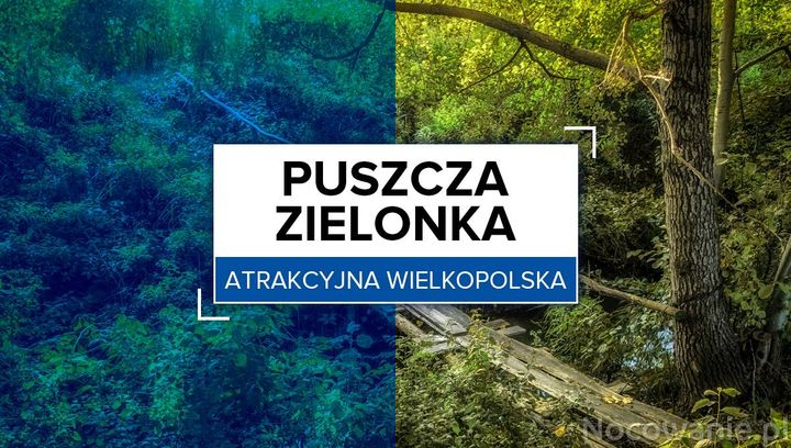 Atrakcyjna Wielkopolska: Puszcza Zielonka