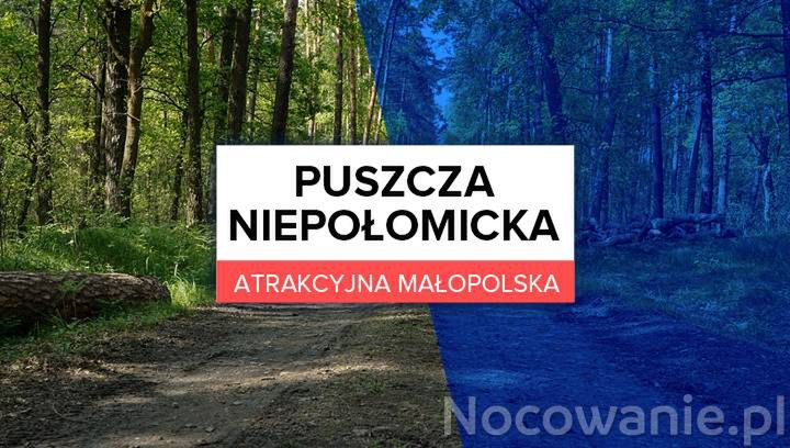 Atrakcyjna Małopolska: Puszcza Niepołomicka