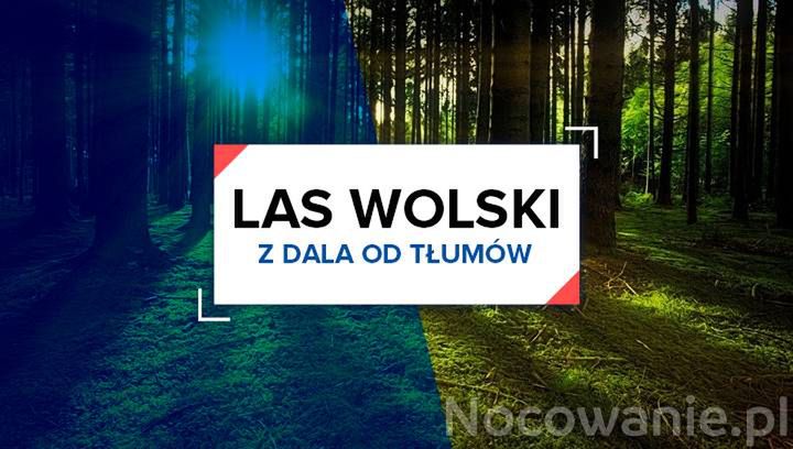 Z dala od tłumów: Las Wolski