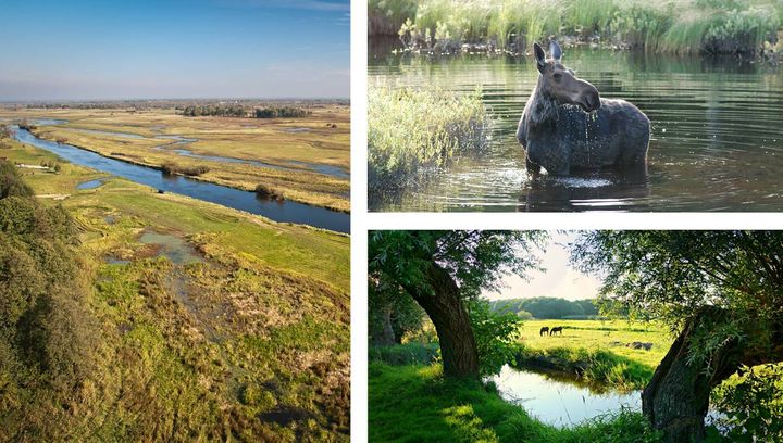 Biebrzański Park Narodowy - Safari na Podlasiu