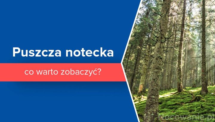 Puszcza notecka - co warto zobaczyć?