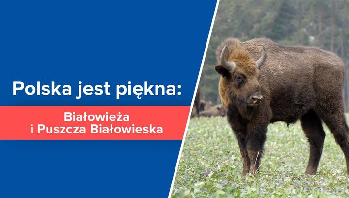 Polska jest piękna: Białowieża i Puszcza Białowieska