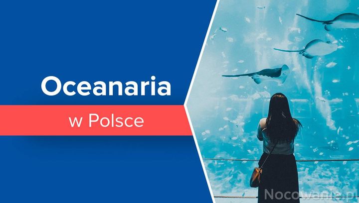 Najlepsze oceanaria w Polsce