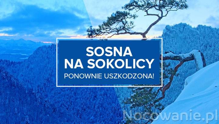 Sosna na Sokolicy ponownie uszkodzona!