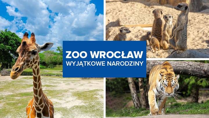 Wyjątkowe narodziny w ZOO Wrocław. Poznaj największe atrakcje tego miejca