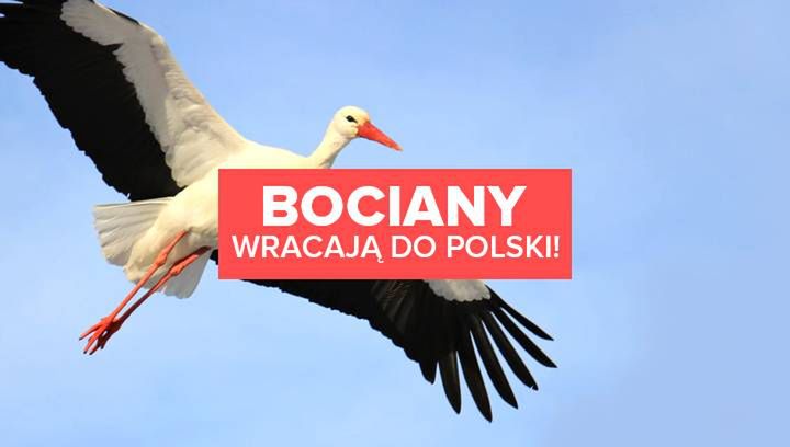 Do Polski wracają bociany! To już wiosna?