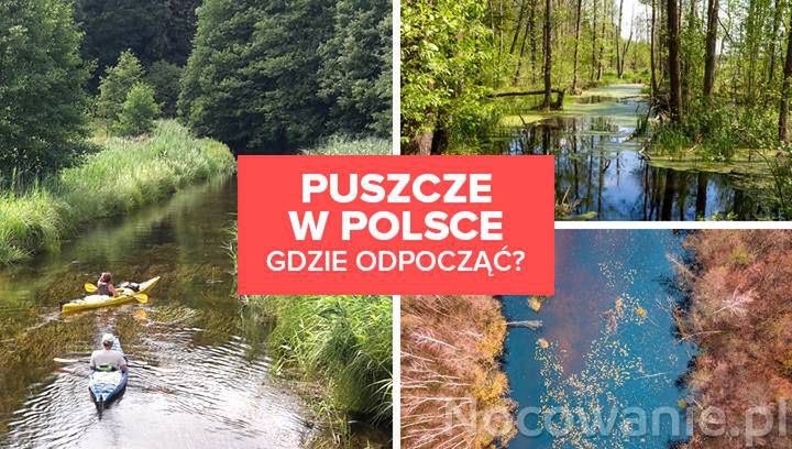 Puszcze w Polsce. TOP 5 miejsc na wypoczynek