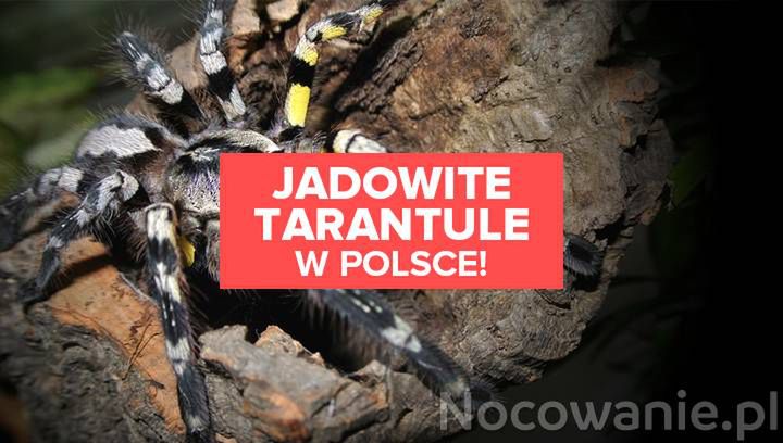 Jadowite tarantule w Polsce. Czy jest się czego obawiać?