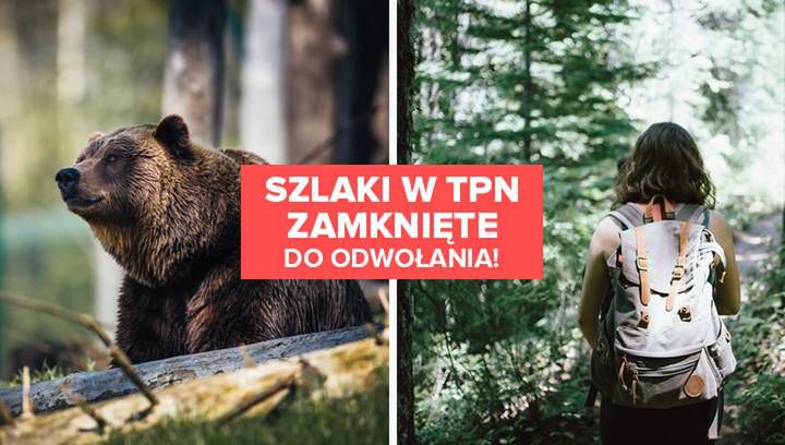 Szlaki w Tatrzańskim Parku Narodowym zamknięte przez niedźwiedzie!