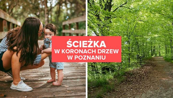 Ścieżka w koronach drzew w Poznaniu. Nowa atrakcja w Wielkopolsce!