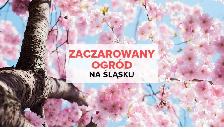 Zaczarowany Ogród na Śląsku? Tak, w Raciborzu!