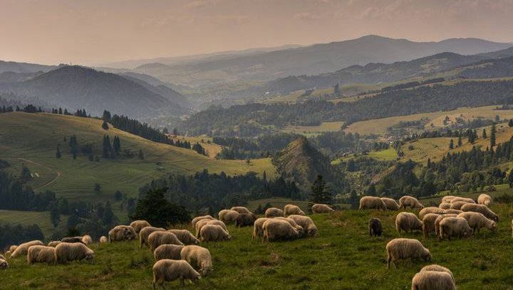 Jesienny redyk w Szczawnicy. Popularne i malownicze wydarzenie w Pieninach