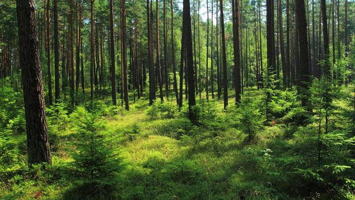 Międzynarodowy Dzień Lasów. Poznaj najpiękniejsze obszary leśne w Polsce