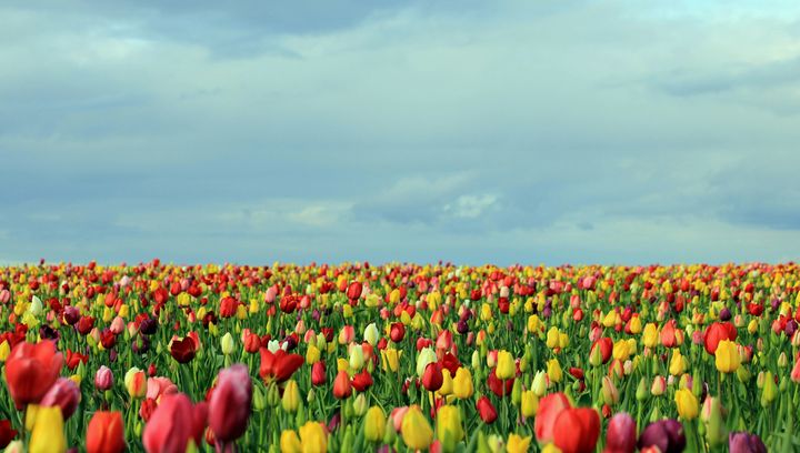 Jadwigów - najpiękniejsza wieś z tulipanami. Przyciąga turystów z całego świata