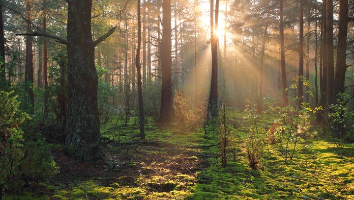 Bliżyńskie Lasy Naturalne - nowy rezerwat przyrody. Dlaczego warto je zobaczyć?
