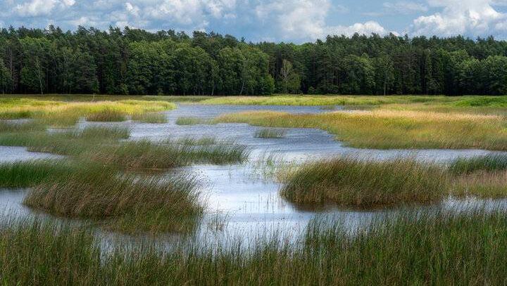 Ścieżka w koronach drzew w Zwierzyńcu. Kiedy otwarcie nowej atrakcji?
