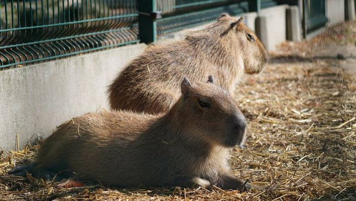 Pawilon Żywiołów w łódzkim zoo. To będzie pierwsze takie miejsce na świecie