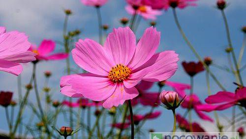 Pogoda na kwiecień 2012