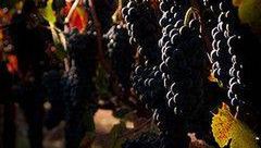 II Festiwal Wina w Krynicy-Zdrój