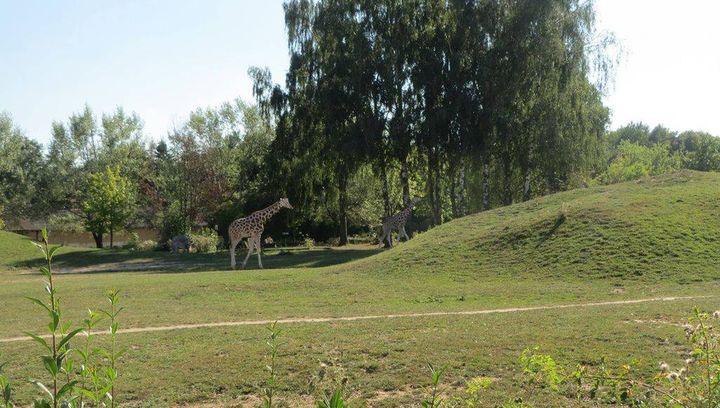 Safari na wyciągniecie ręki - wizyta w miejscowości Dvůr Králové