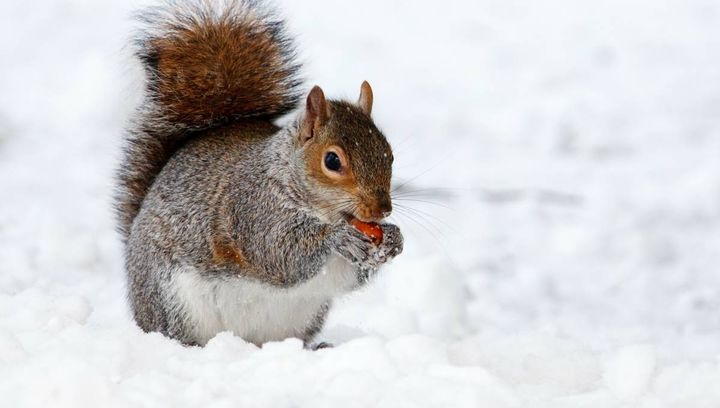 Pogoda na czwarty tydzień stycznia 2017