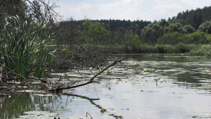 Wrzesień w kajaku? Płyniemy szlakiem Łyny