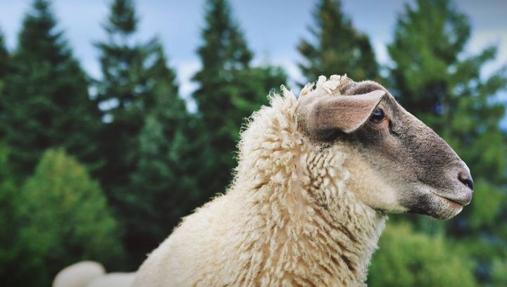 10 sposobów na agroturystykę