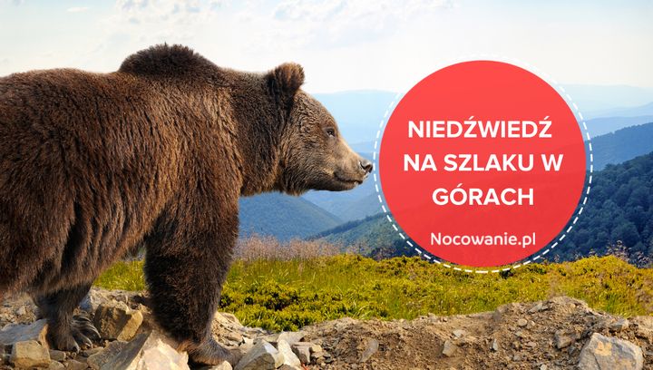 Wyjazd w góry. Co zrobić, gdy spotkasz niedźwiedzia na szlaku?